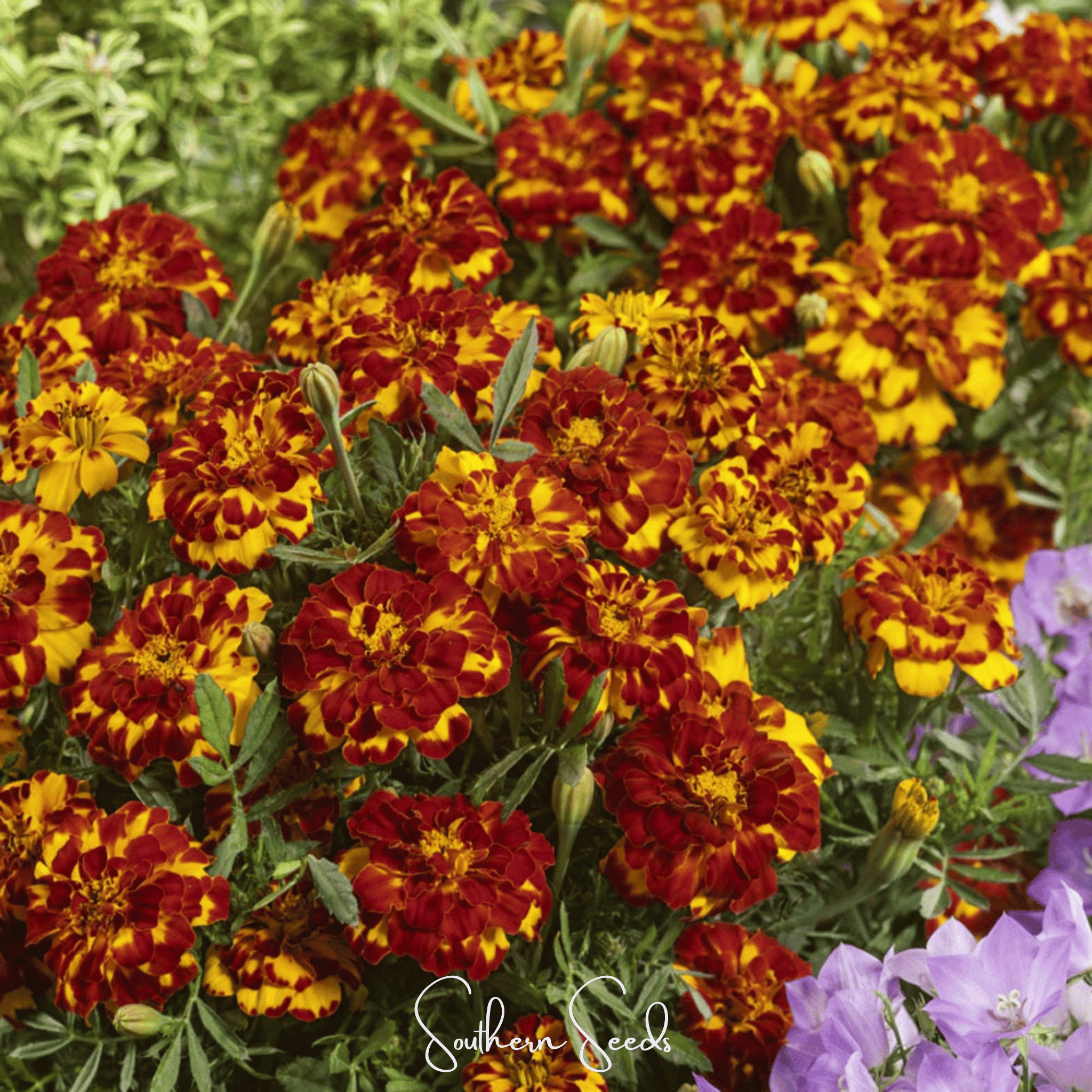 Bolero French Marigold – 50 Seeds Southern Seeds