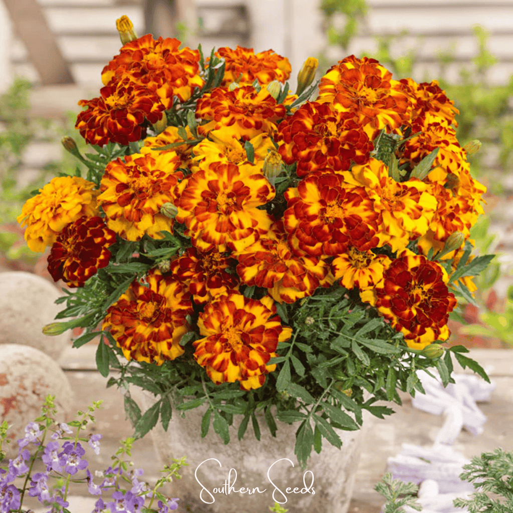 Bolero French Marigold – 50 Seeds Southern Seeds