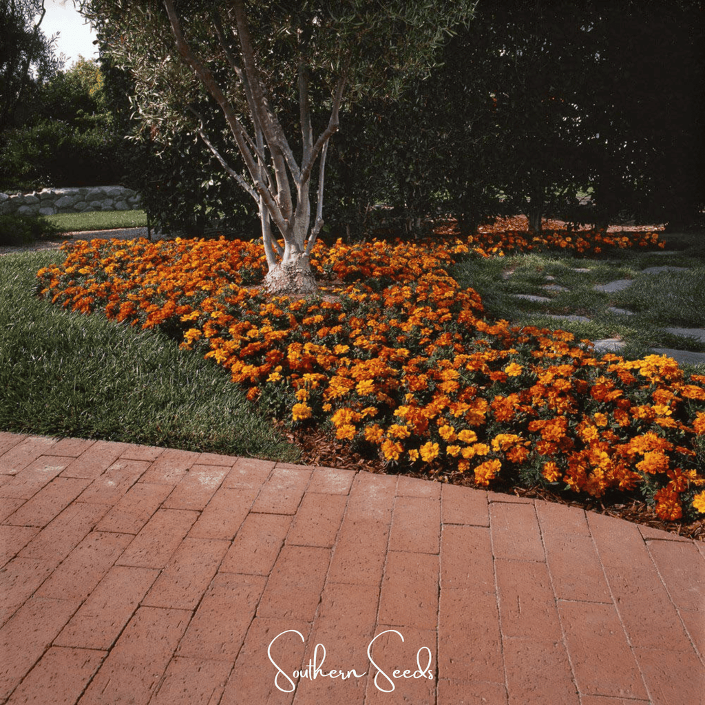 Bolero French Marigold – 50 Seeds Southern Seeds