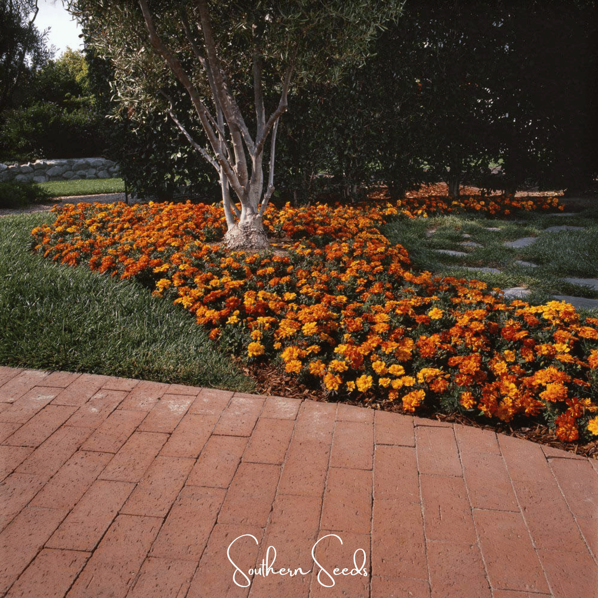Bolero French Marigold – 50 Seeds Southern Seeds