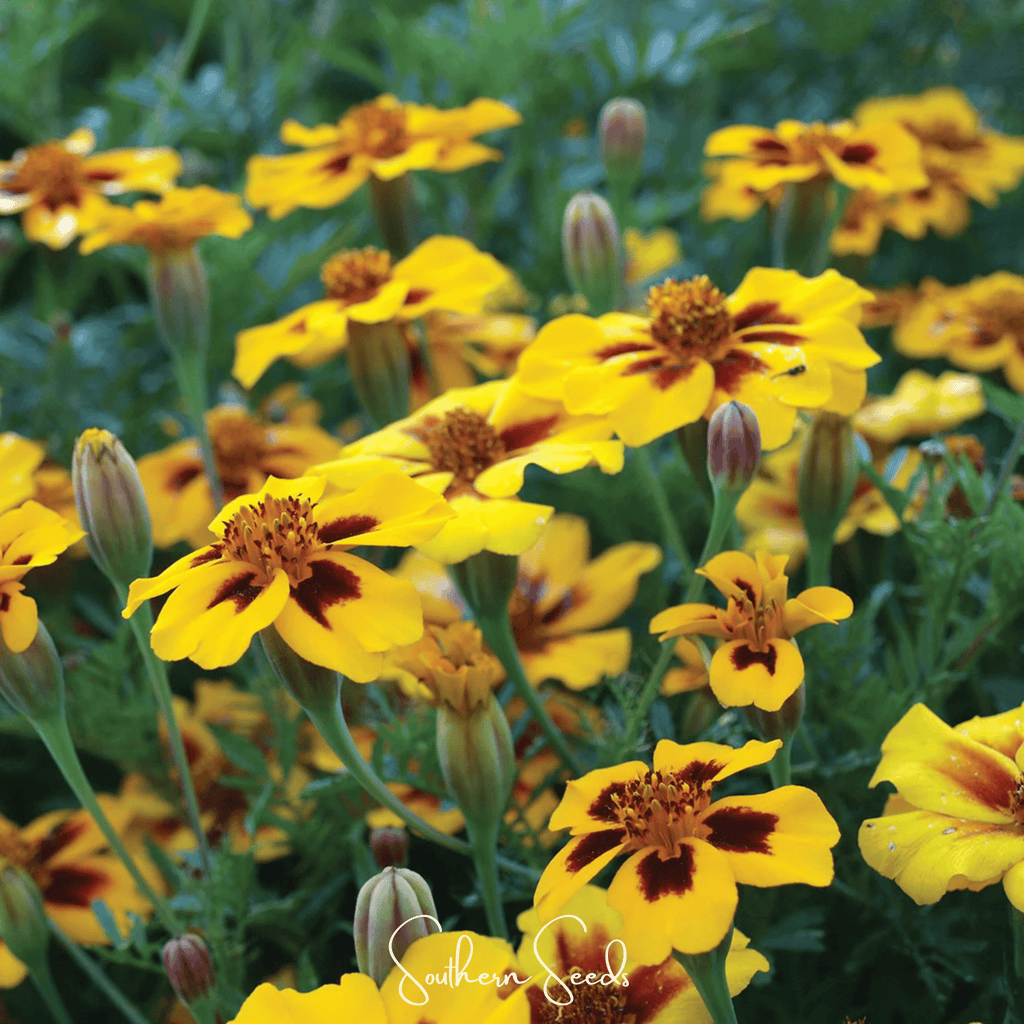 Naughty Marietta Marigold – 100 Seeds Southern Seeds