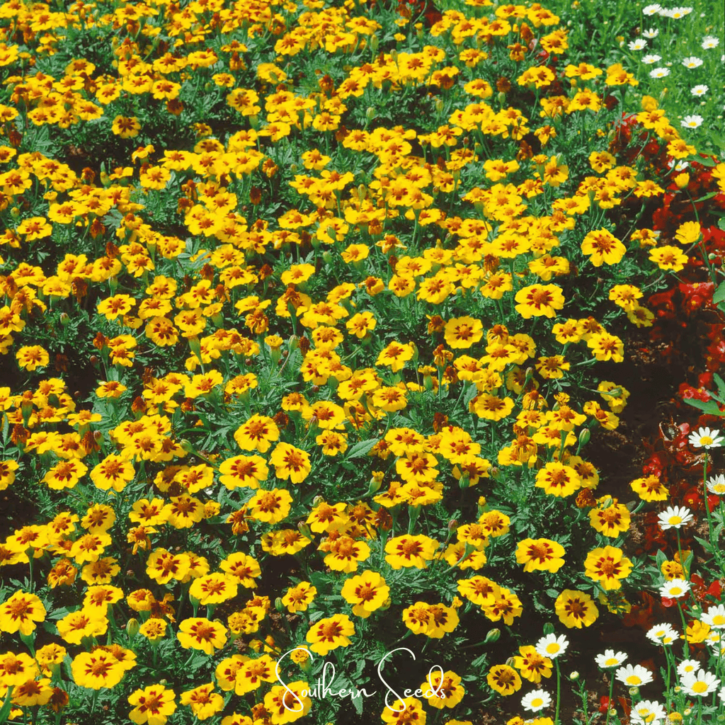 Naughty Marietta Marigold – 100 Seeds Southern Seeds