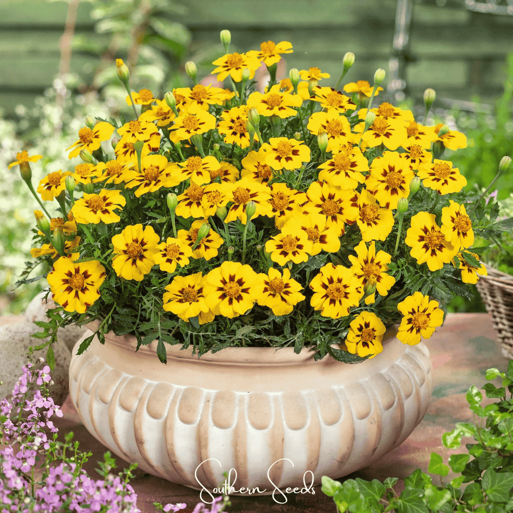 Naughty Marietta Marigold – 100 Seeds Southern Seeds