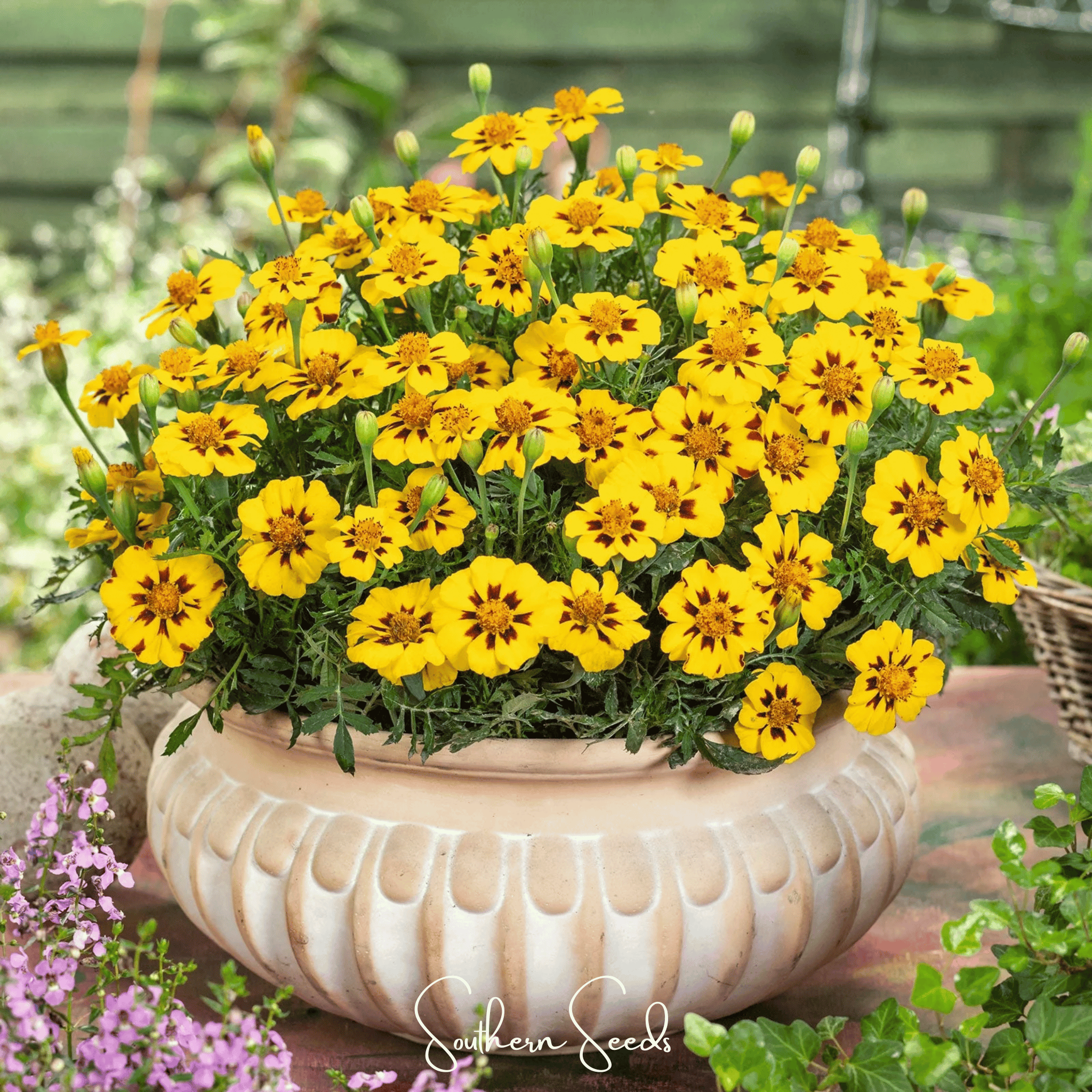 Naughty Marietta Marigold – 100 Seeds Southern Seeds
