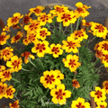 Naughty Marietta Marigold – 100 Seeds Southern Seeds