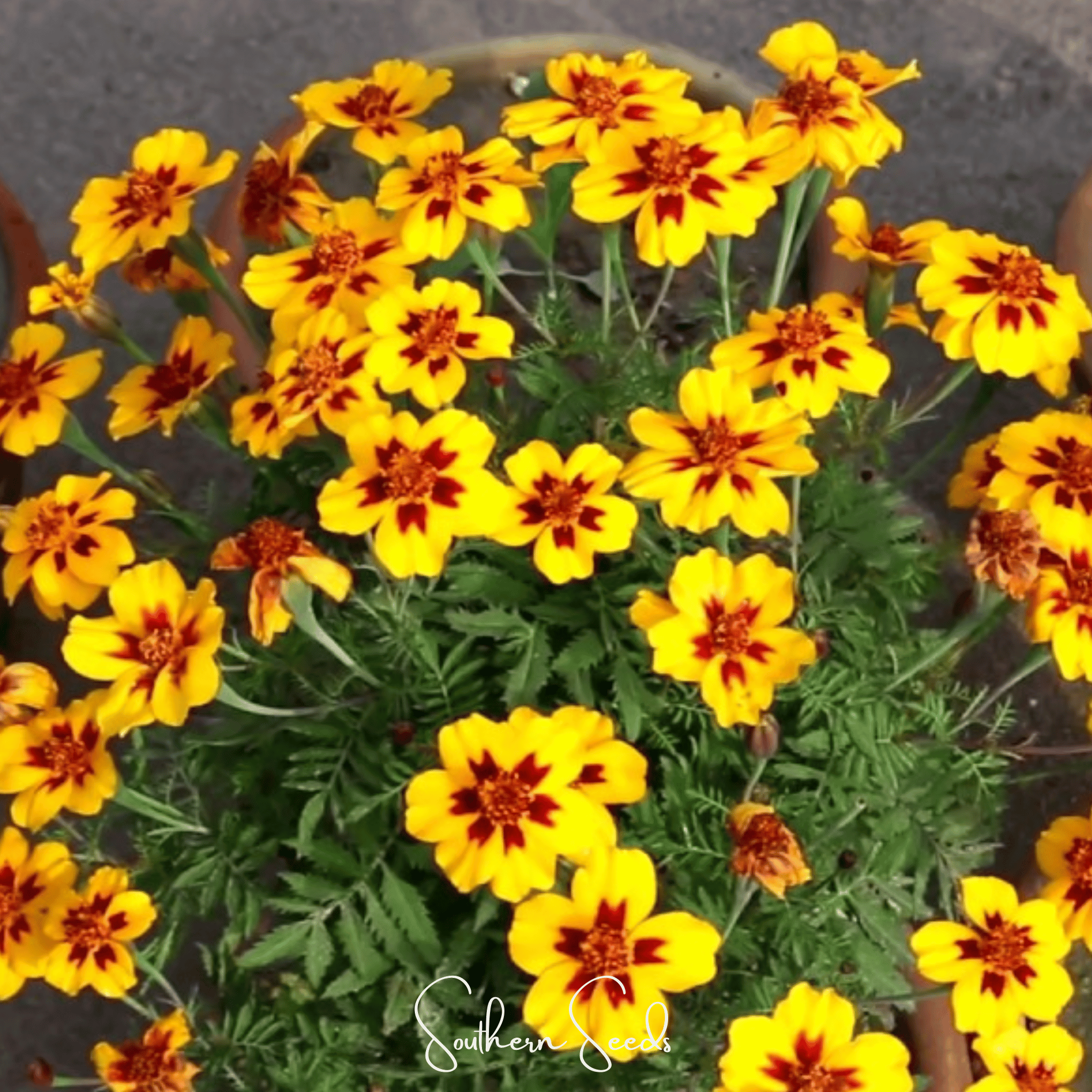 Naughty Marietta Marigold – 100 Seeds Southern Seeds