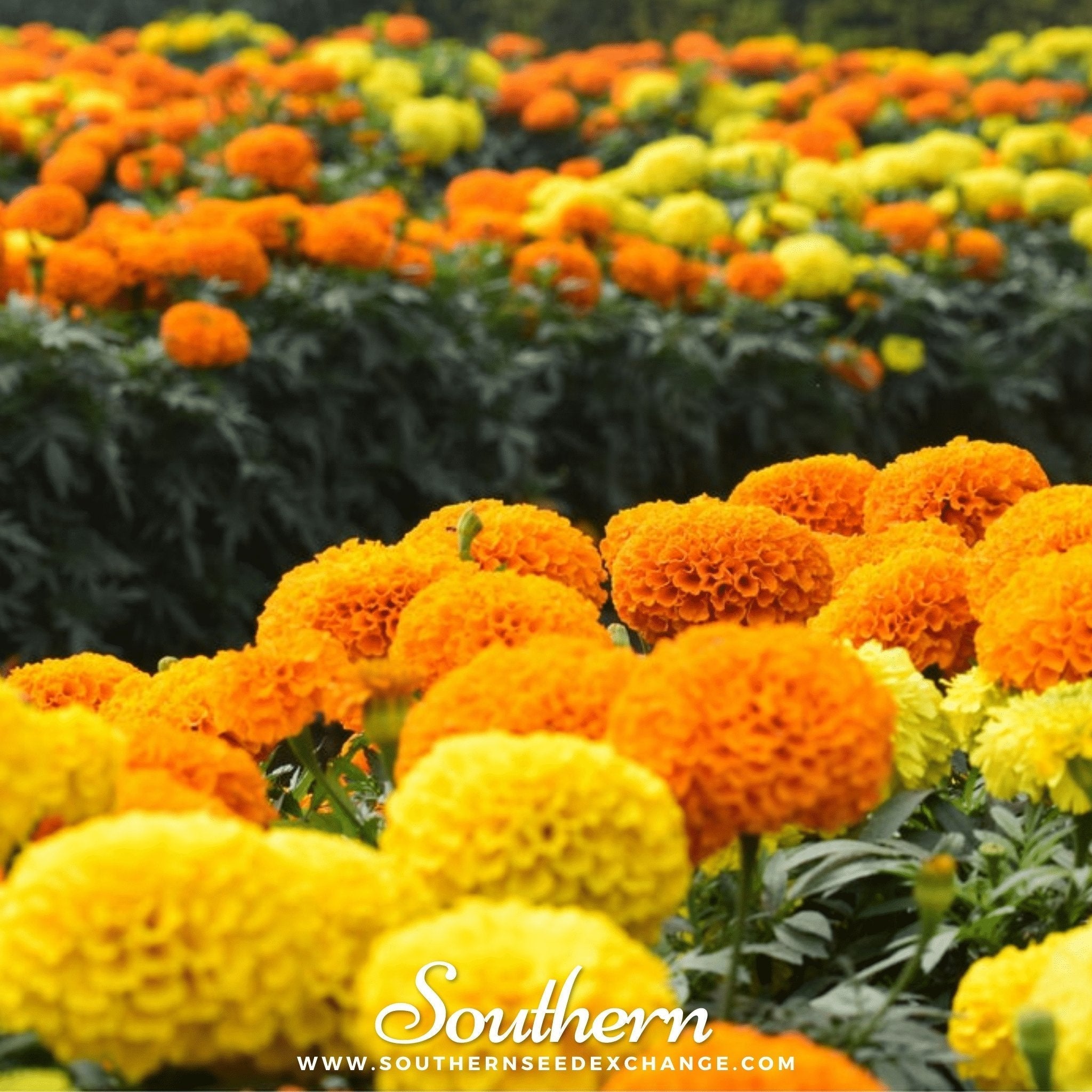 Petite French Marigold (French) – 100 Seeds Southern Seeds