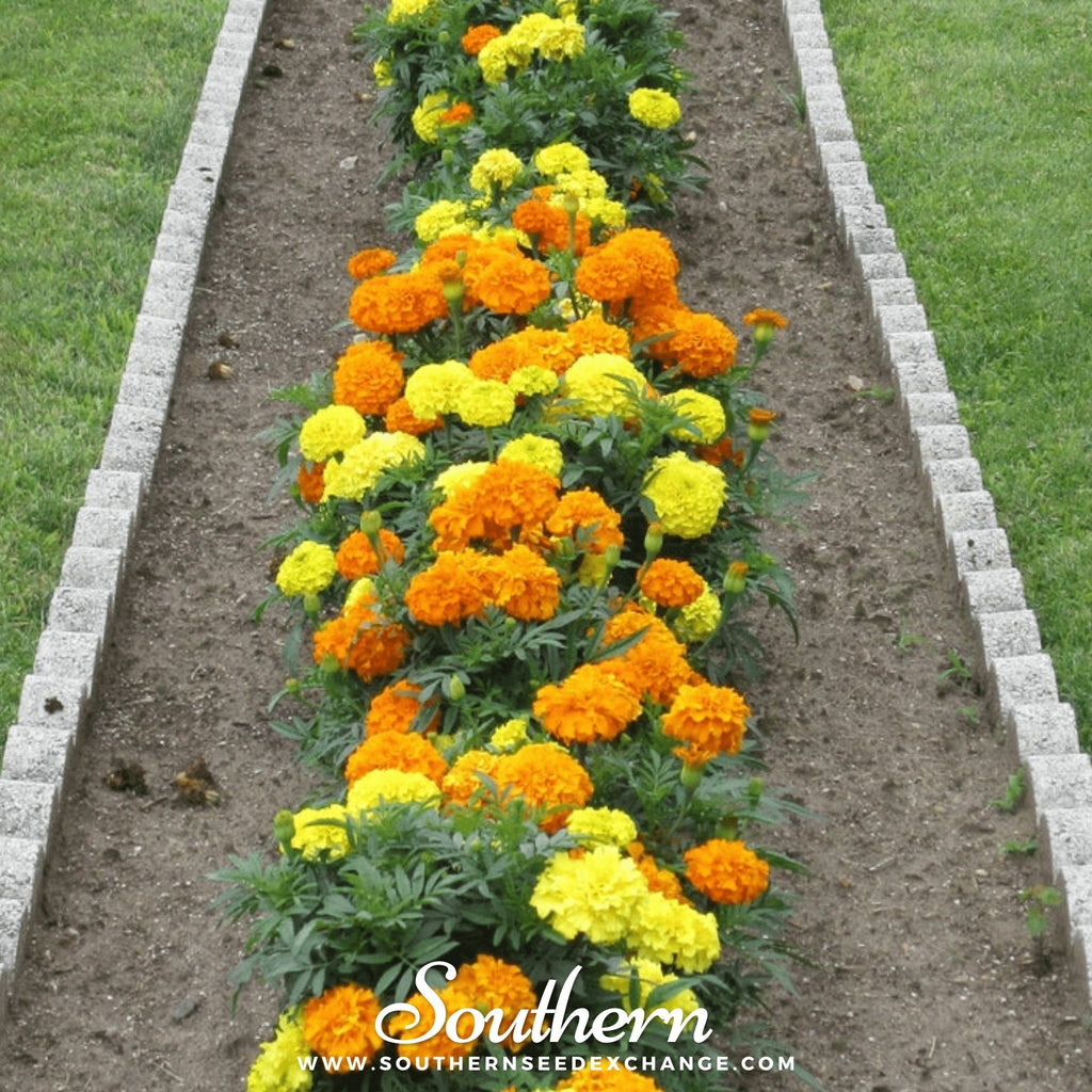 Petite French Marigold (French) – 100 Seeds Southern Seeds