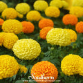 Petite French Marigold (French) – 100 Seeds Southern Seeds