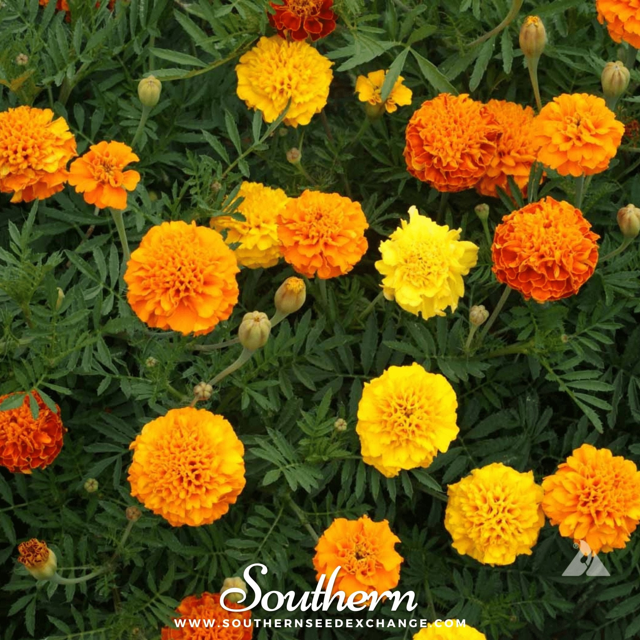 Petite French Marigold (French) – 100 Seeds Southern Seeds