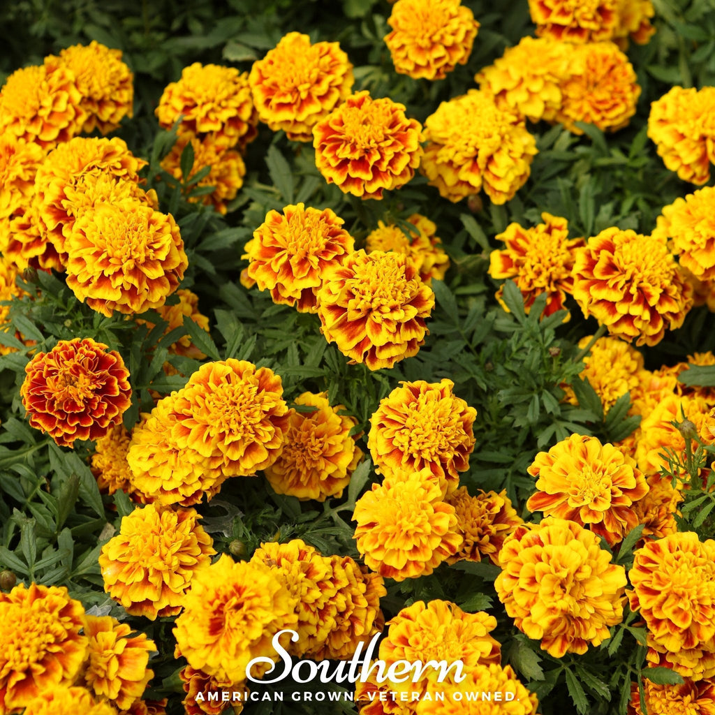 Sparky Marigold (French) – 100 Seeds Southern Seeds