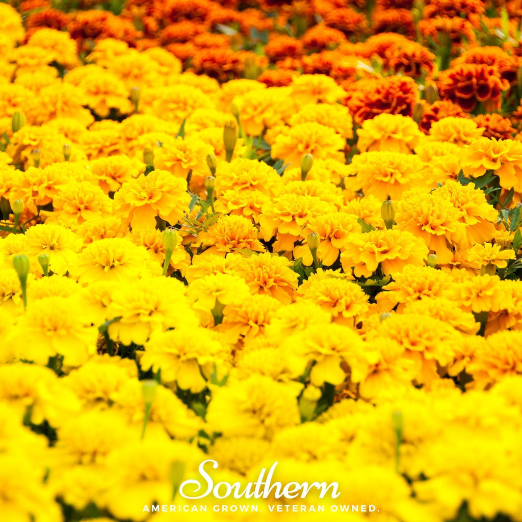 Sparky Marigold (French) – 100 Seeds Southern Seeds