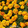 Sparky Marigold (French) – 100 Seeds Southern Seeds