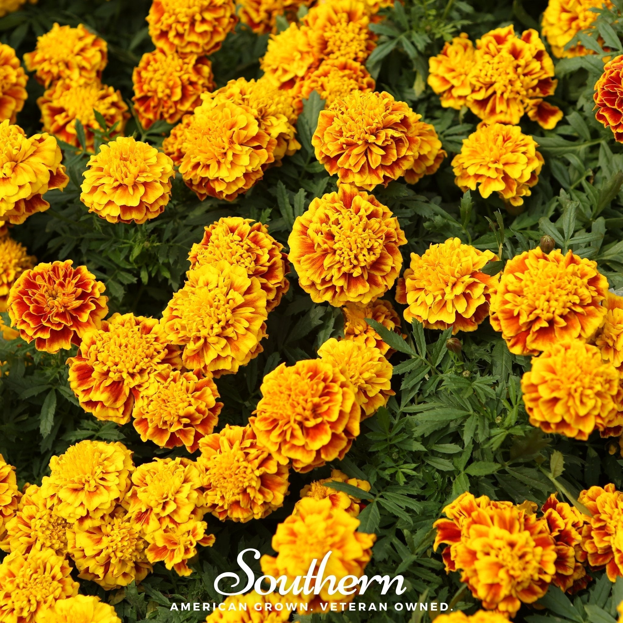 Sparky Marigold (French) – 100 Seeds Southern Seeds