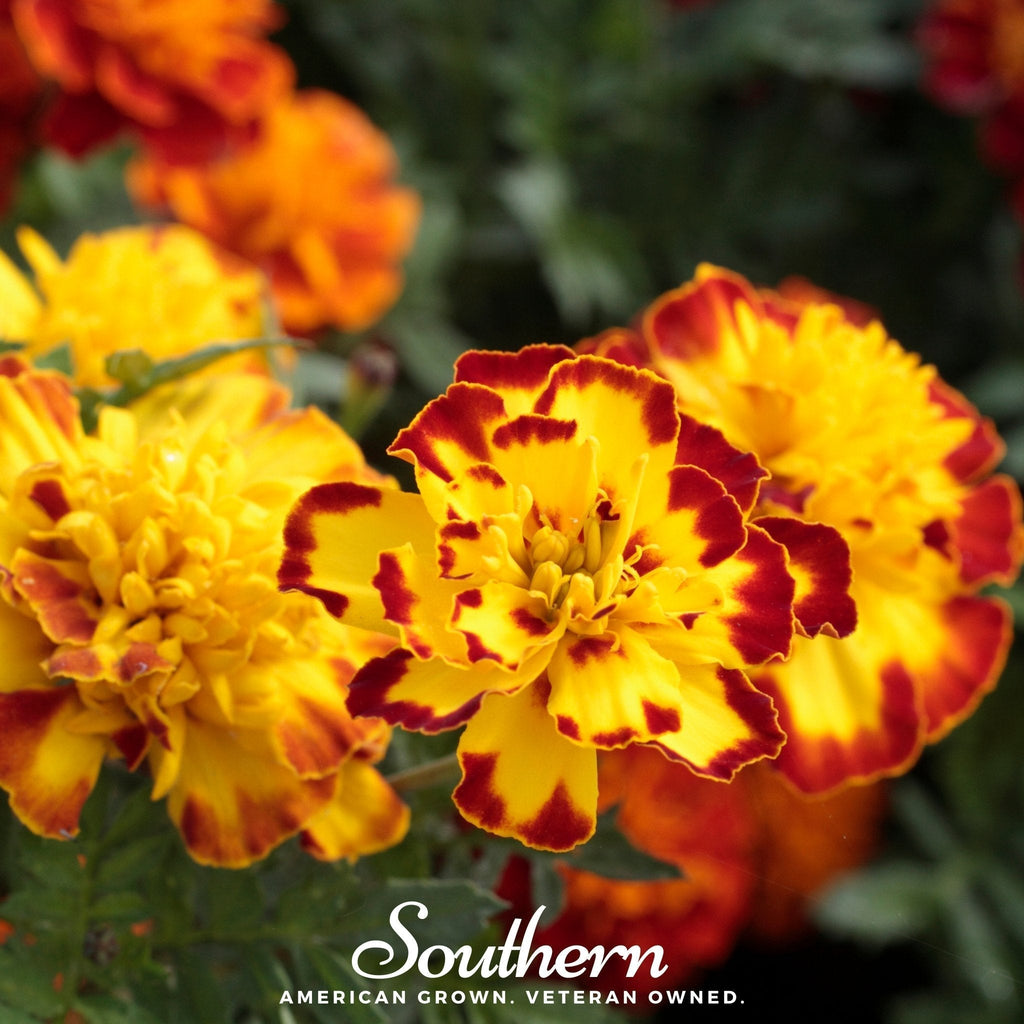 Sparky Marigold (French) – 100 Seeds Southern Seeds
