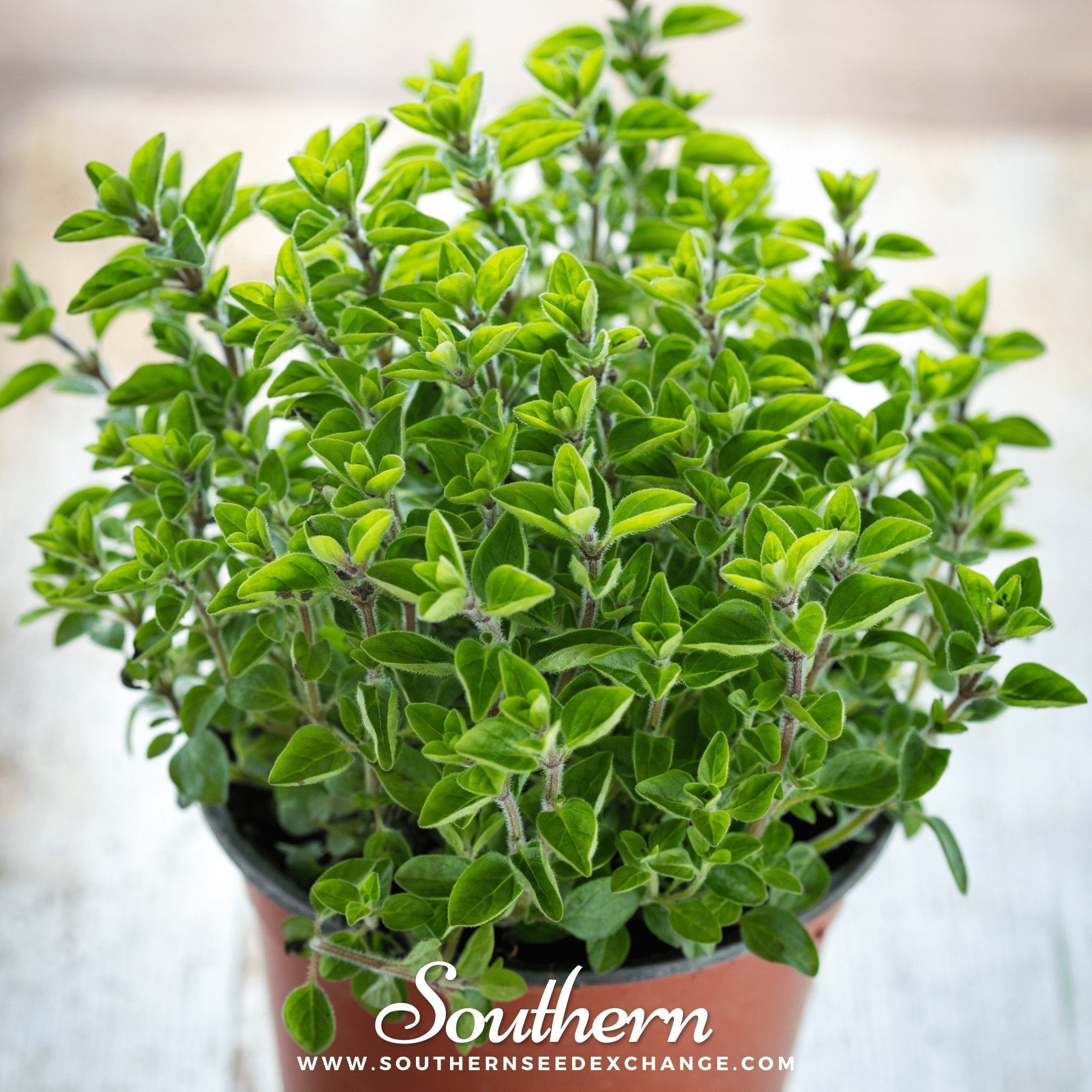 Sweet Marjoram – 100 Seeds Southern Seeds