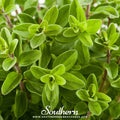 Sweet Marjoram – 100 Seeds Southern Seeds