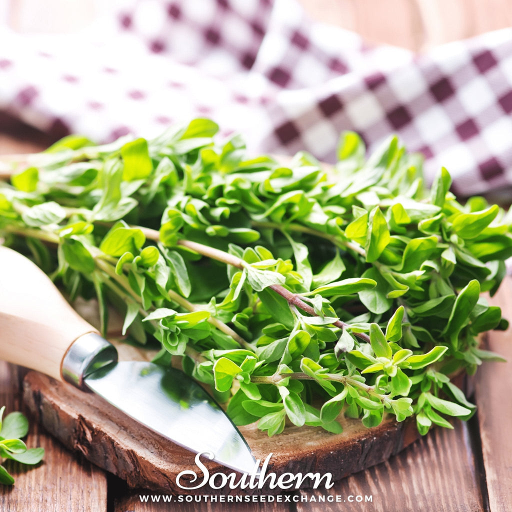 Sweet Marjoram – 100 Seeds Southern Seeds