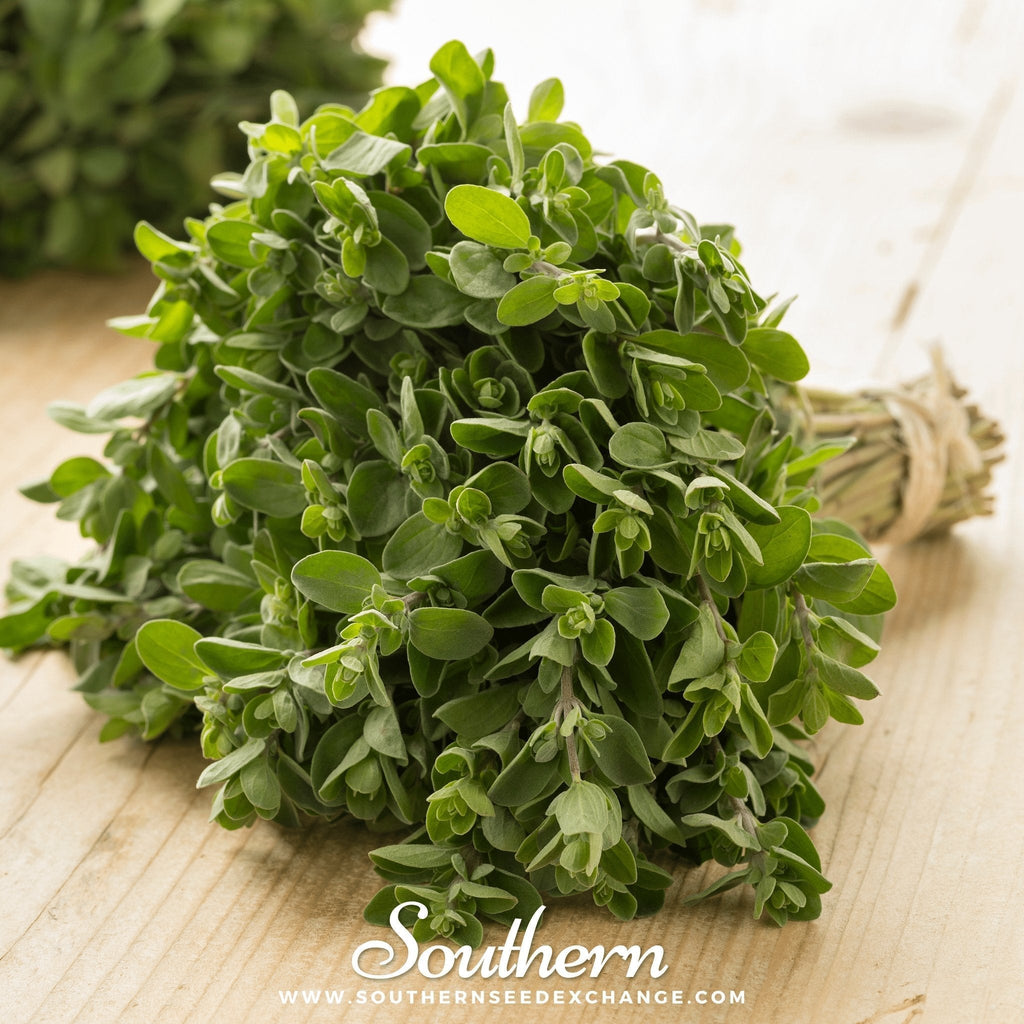 Sweet Marjoram – 100 Seeds Southern Seeds