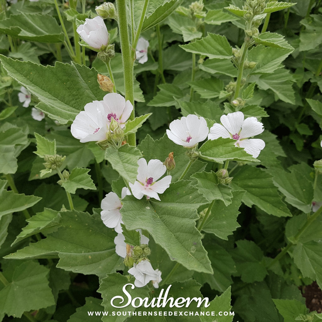 Marshmallow – 50 Seeds Southern Seeds