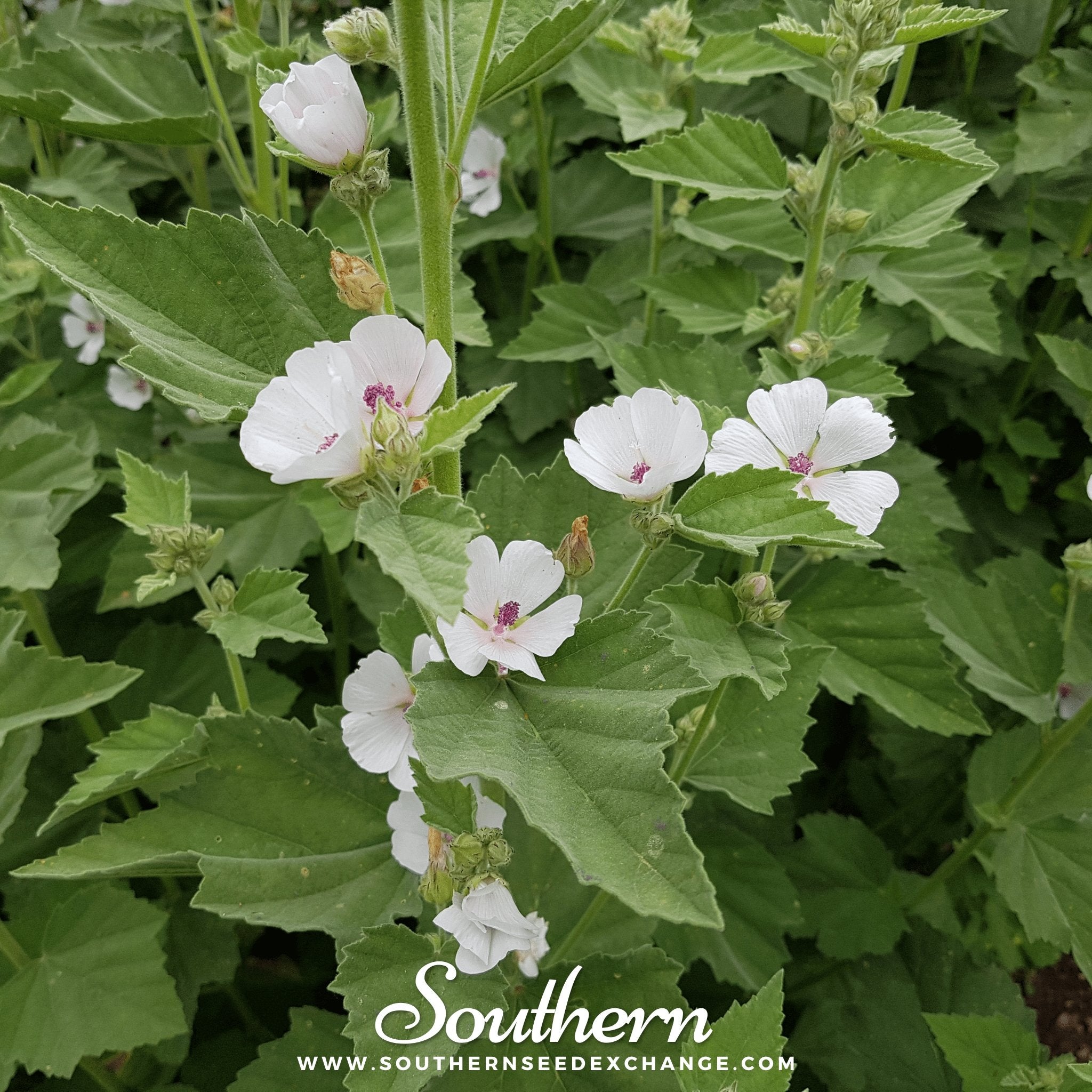 Marshmallow – 50 Seeds Southern Seeds