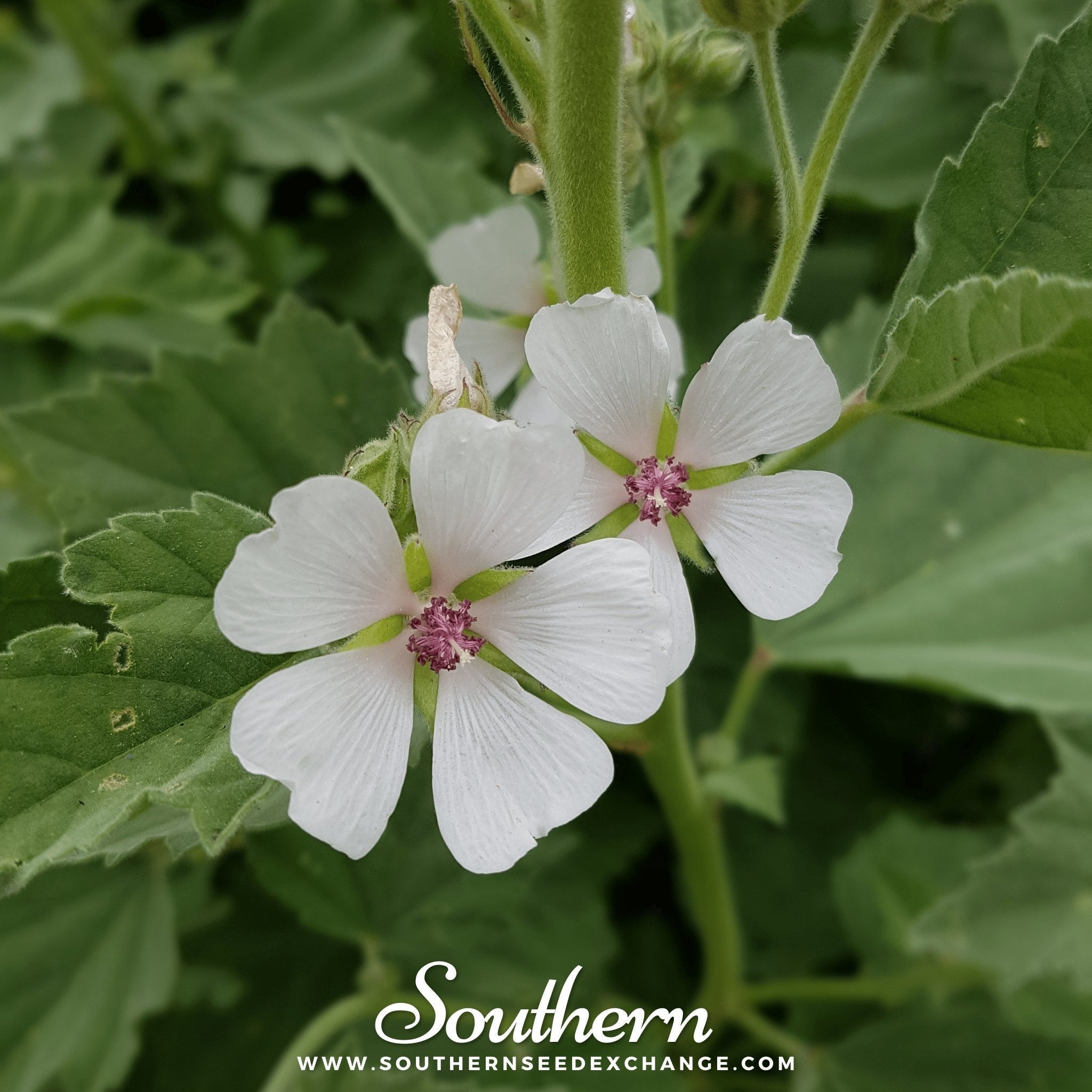 Marshmallow – 50 Seeds Southern Seeds