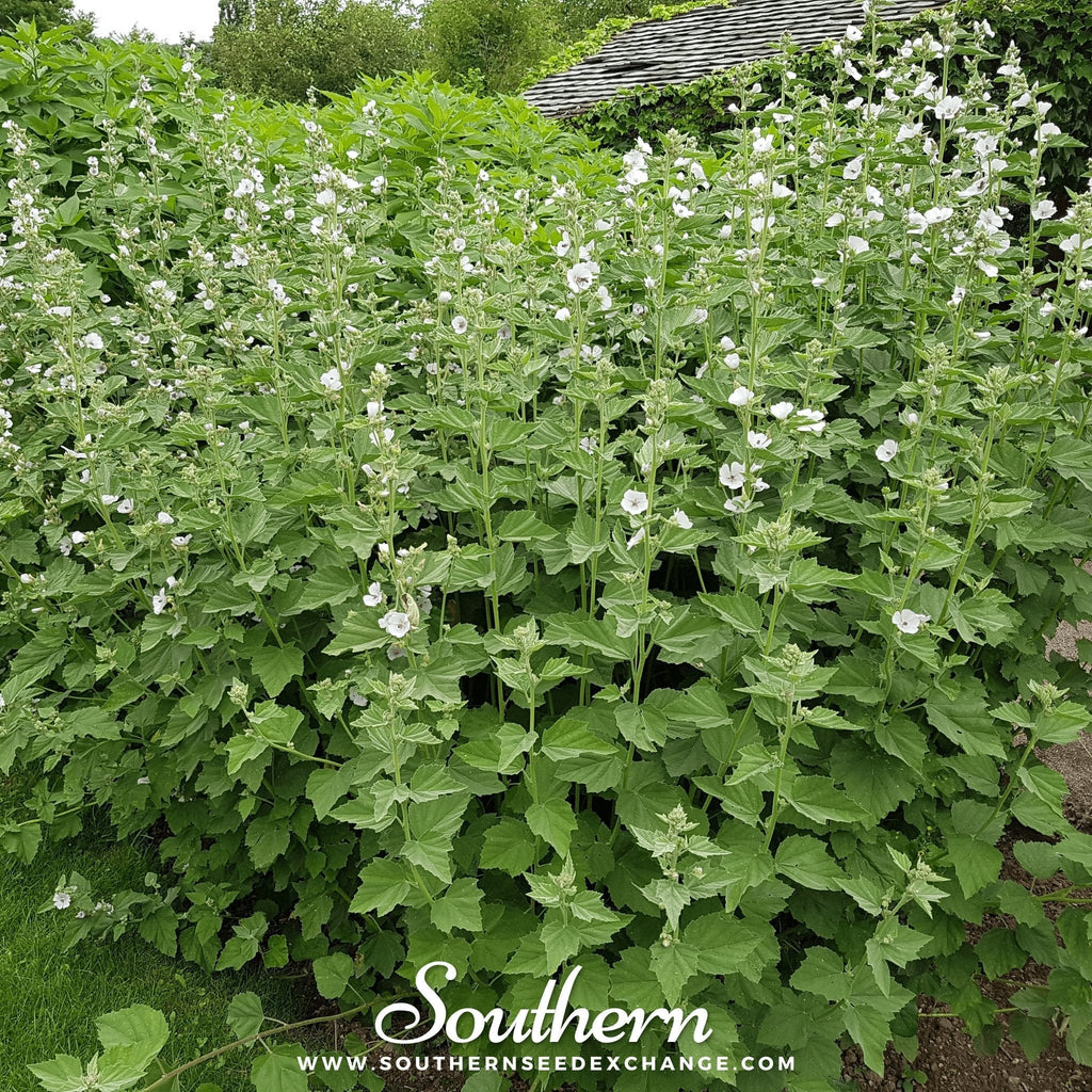 Marshmallow – 50 Seeds Southern Seeds
