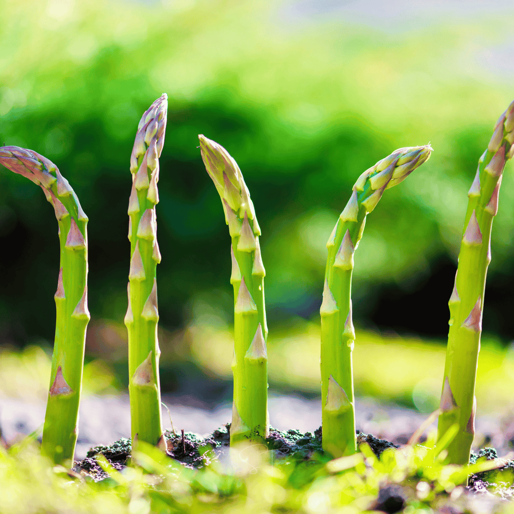 Mary Washington Asparagus – 50 Seeds Southern Seeds