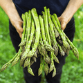 Mary Washington Asparagus – 50 Seeds Southern Seeds
