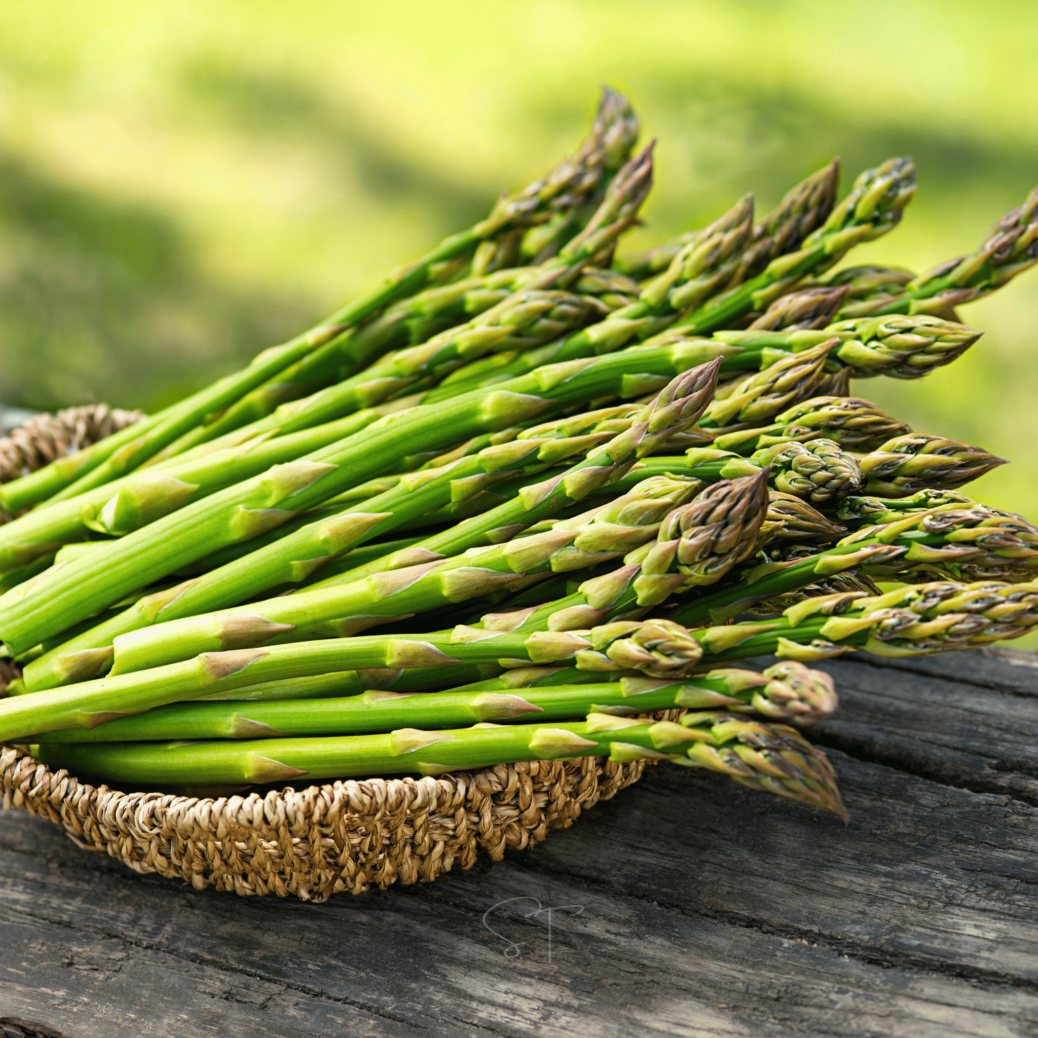 Mary Washington Asparagus – 50 Seeds Southern Seeds