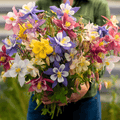 McKana Giant Columbine – 100 Seeds Southern Seeds
