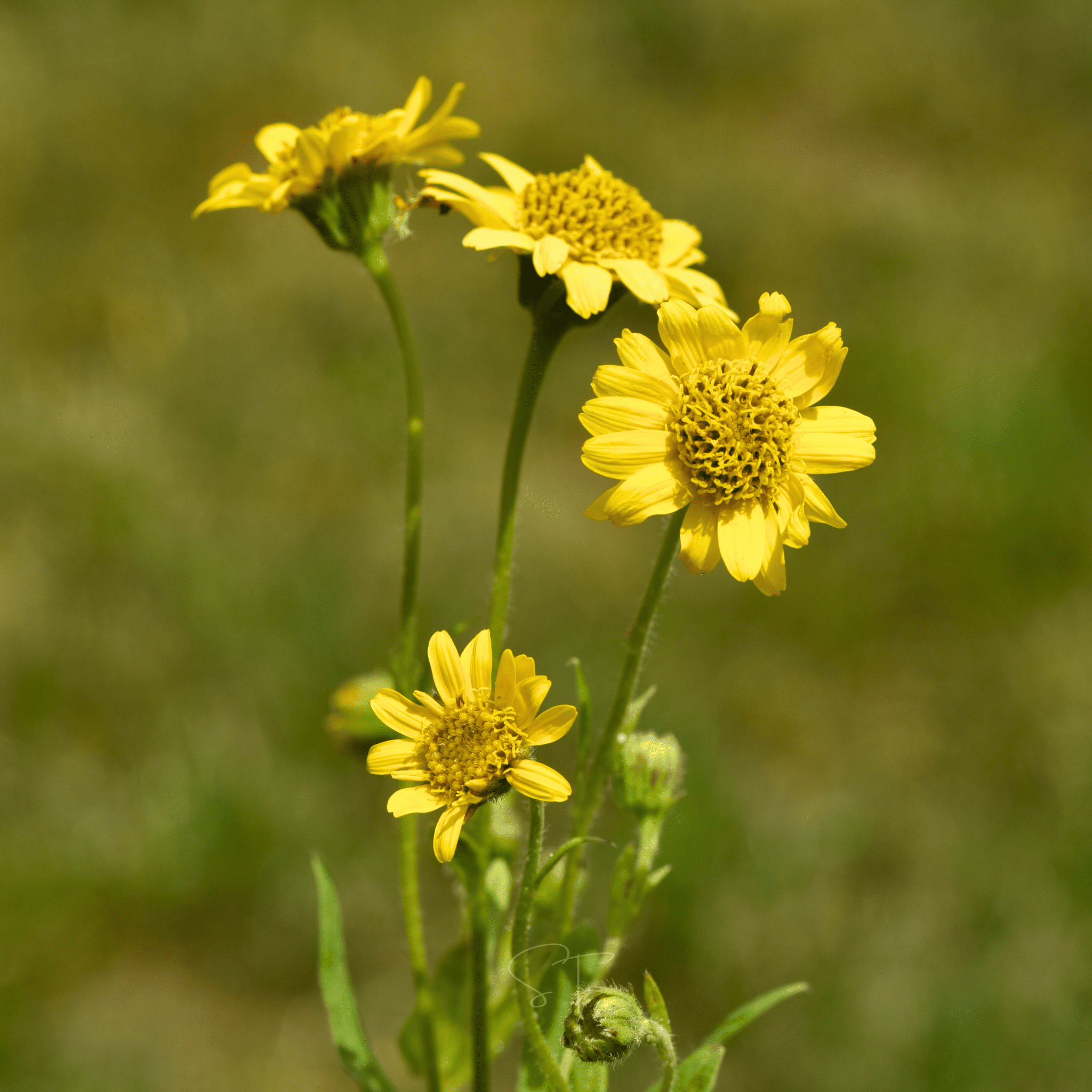 Meadow Arnica – 20 Seeds Southern Seeds