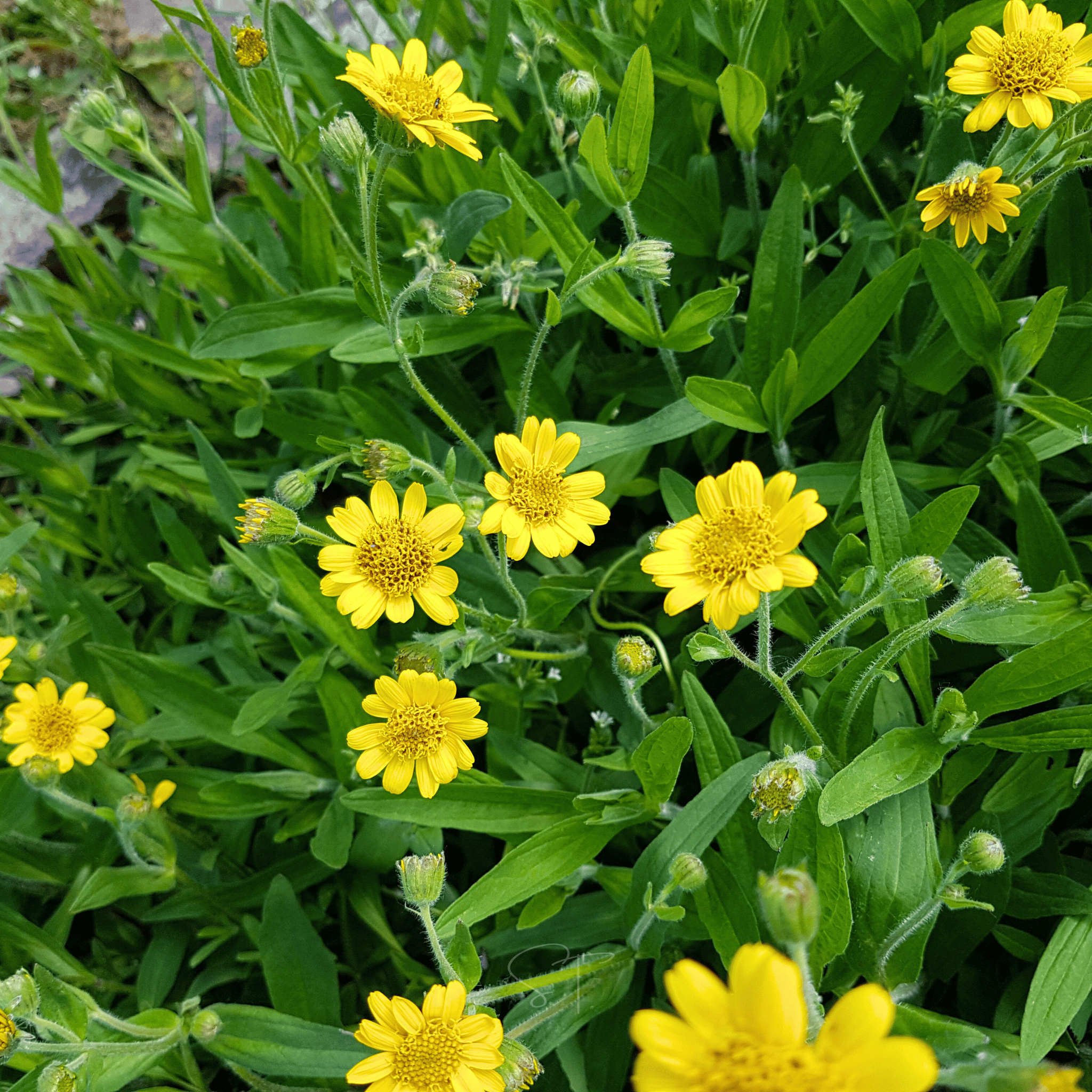 Meadow Arnica – 20 Seeds Southern Seeds
