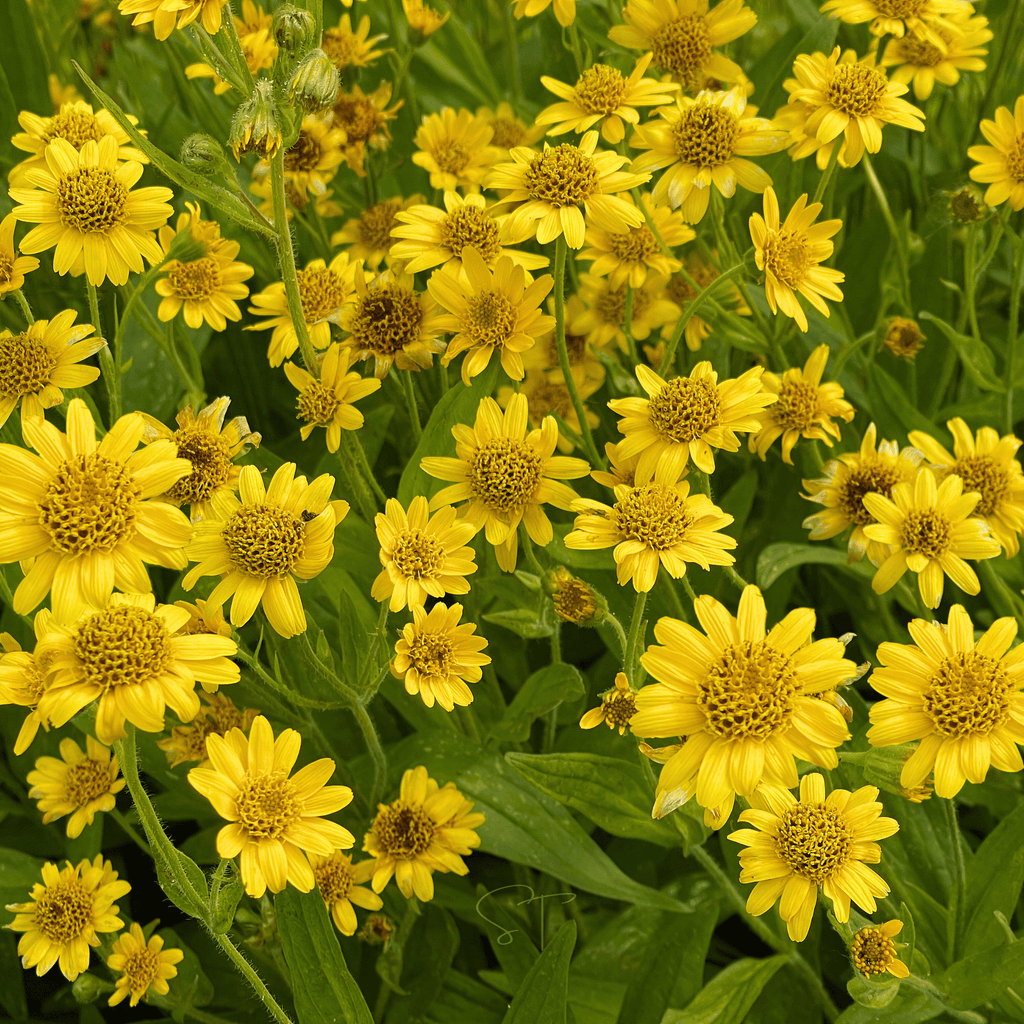 Meadow Arnica – 20 Seeds Southern Seeds