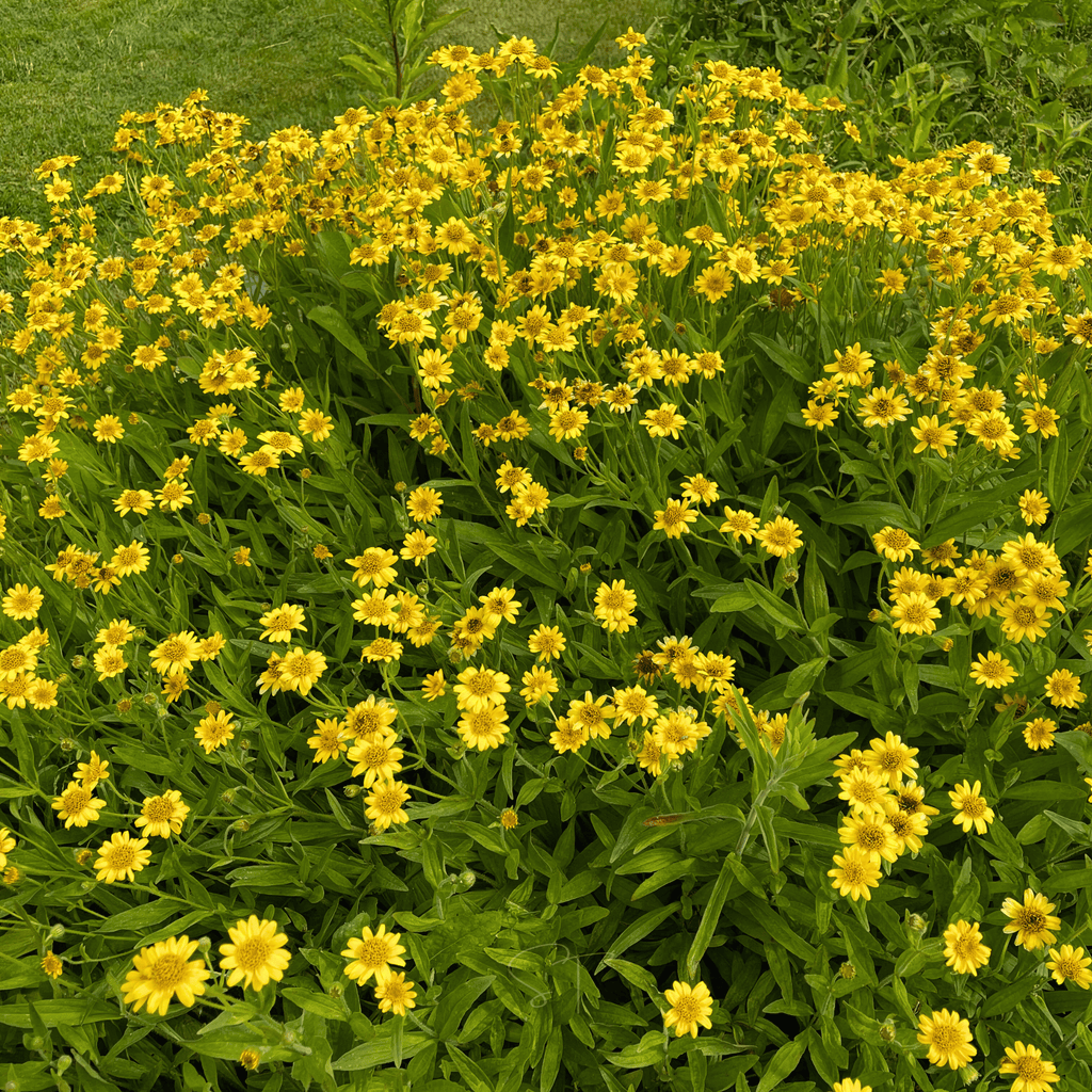 Meadow Arnica – 20 Seeds Southern Seeds