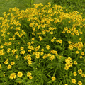 Meadow Arnica – 20 Seeds Southern Seeds