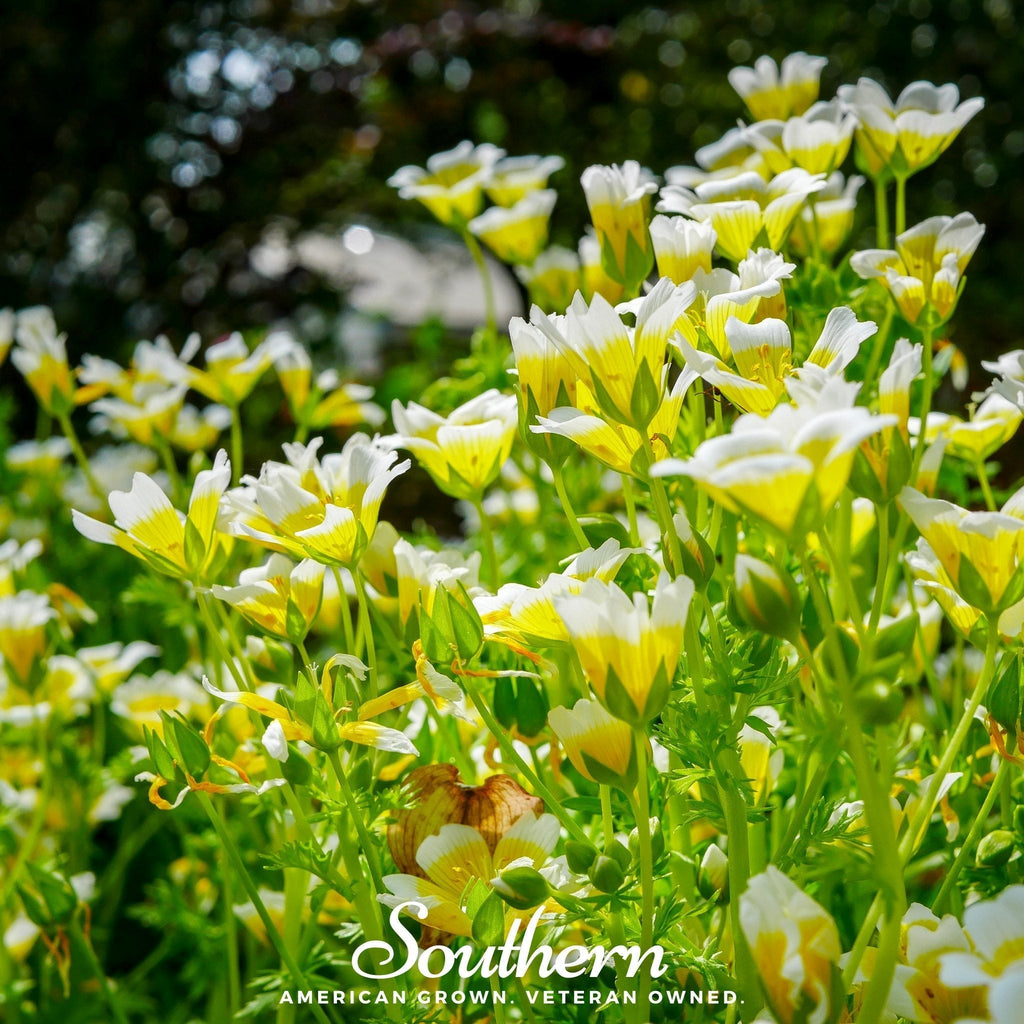Meadowfoam (Poached Egg Plant) – 50 Seeds Southern Seeds