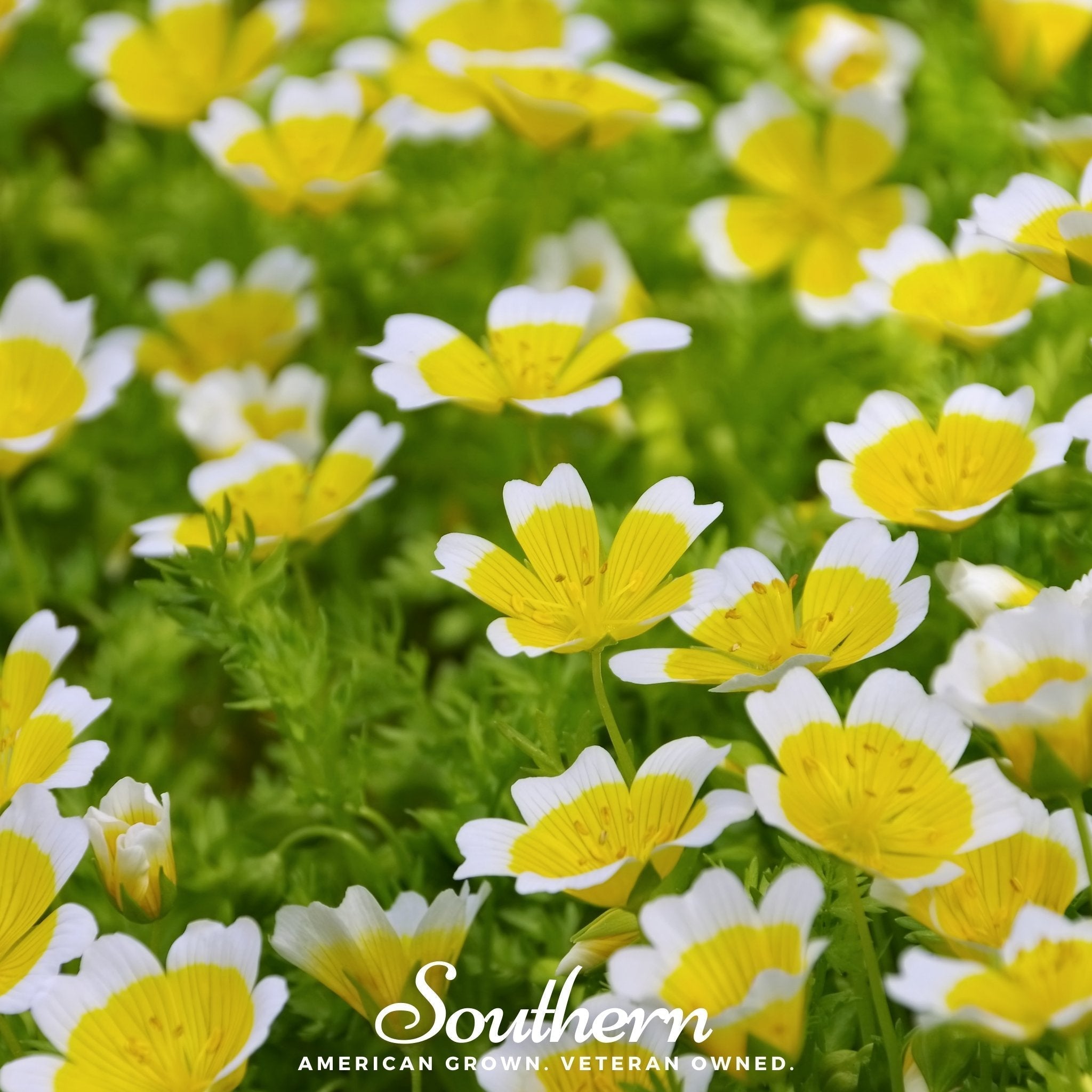 Meadowfoam (Poached Egg Plant) – 50 Seeds Southern Seeds