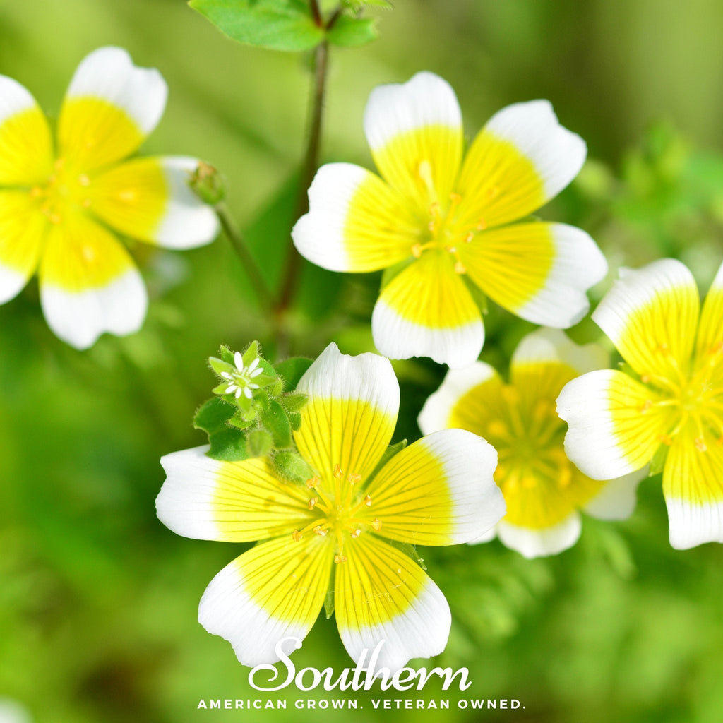 Meadowfoam (Poached Egg Plant) – 50 Seeds Southern Seeds