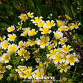 Meadowfoam (Poached Egg Plant) – 50 Seeds Southern Seeds