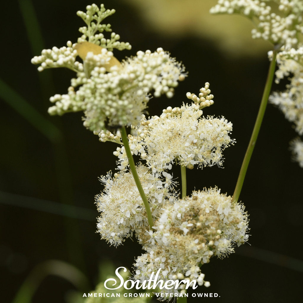 Meadowsweet – 50 Seeds Southern Seeds