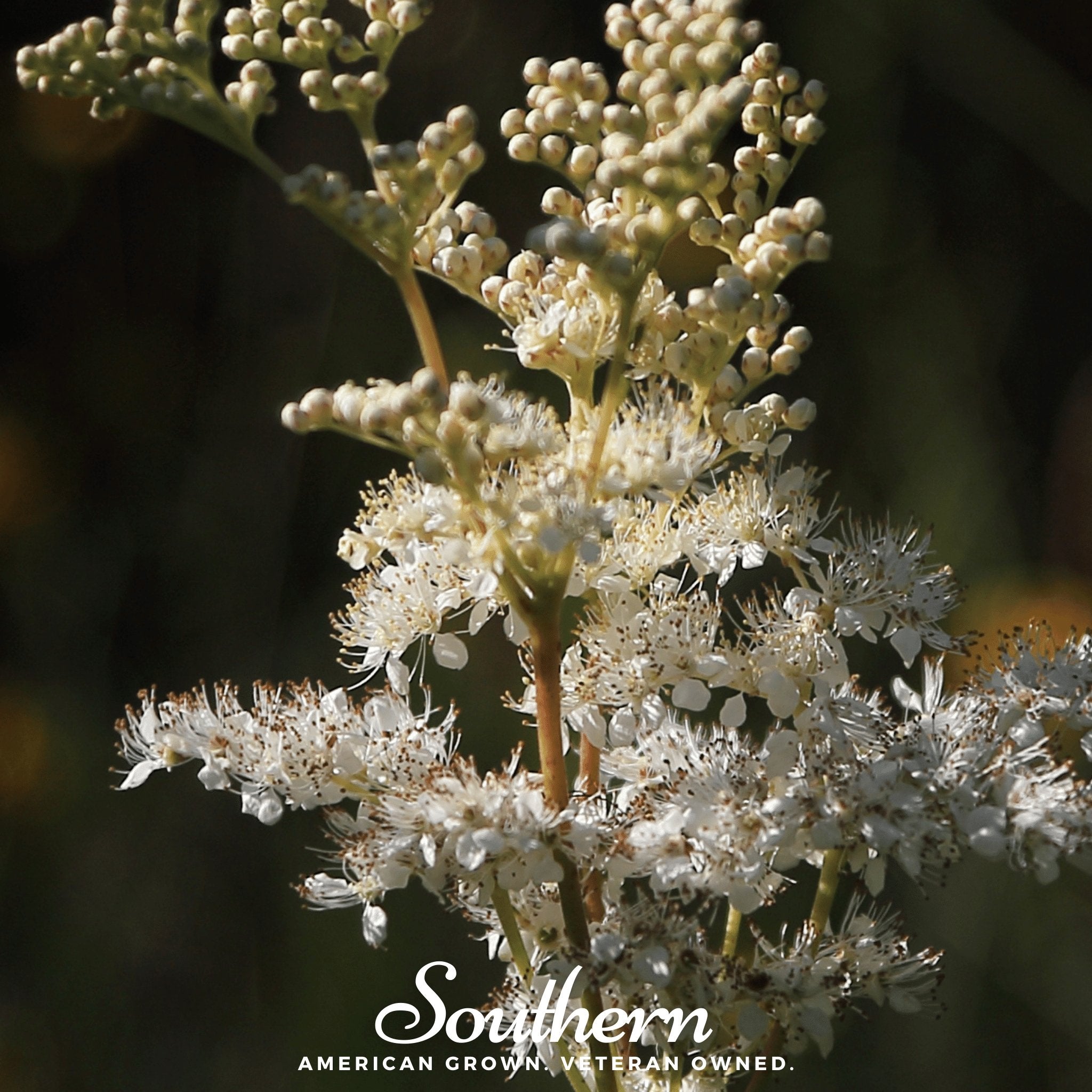 Meadowsweet – 50 Seeds Southern Seeds