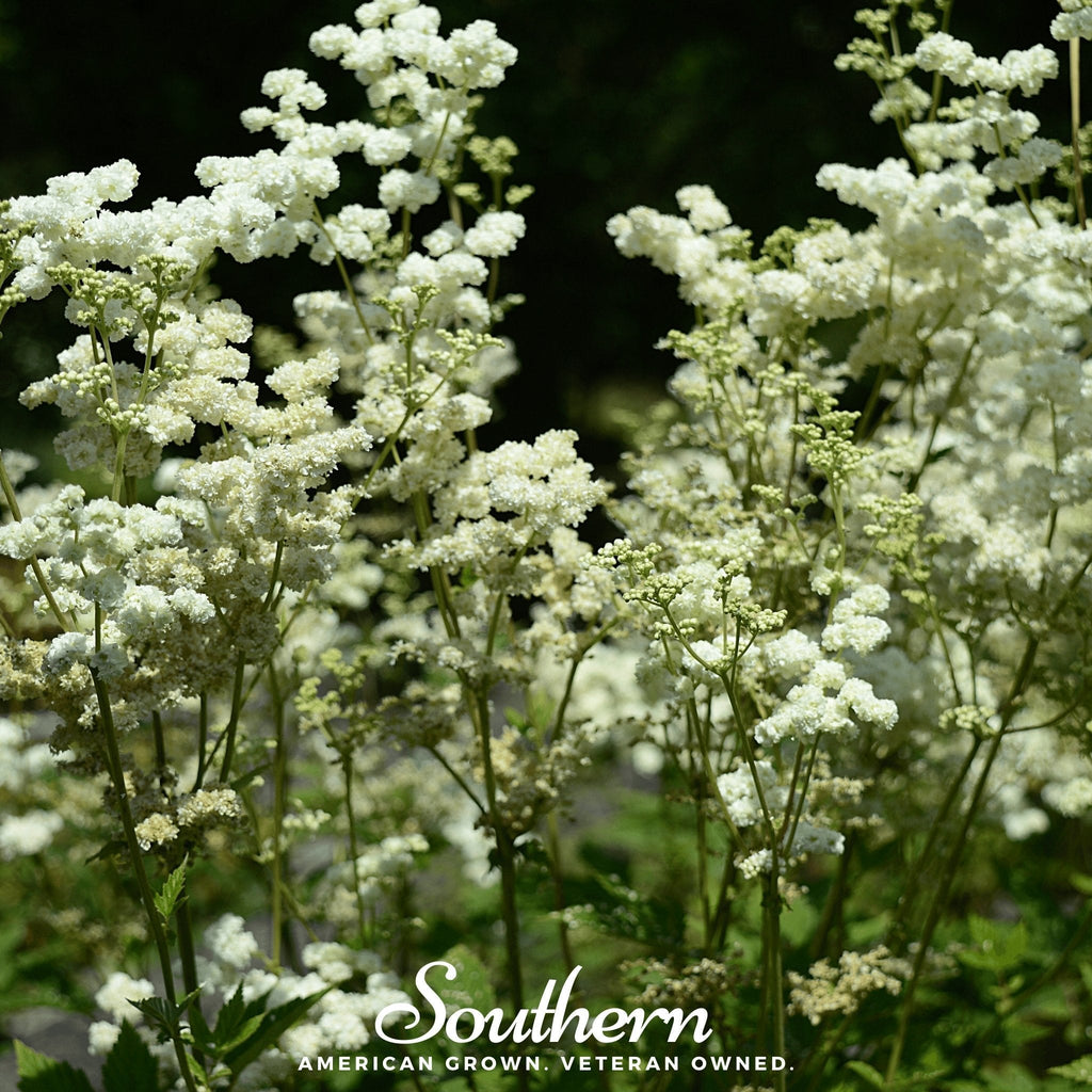 Meadowsweet – 50 Seeds Southern Seeds