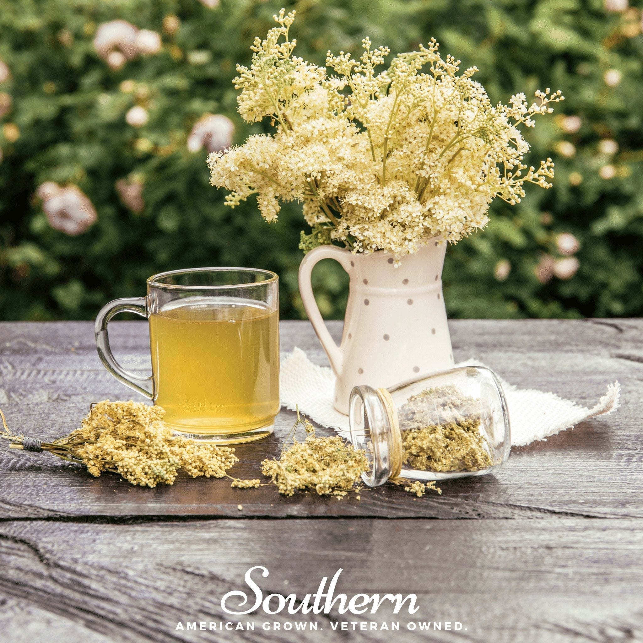 Meadowsweet – 50 Seeds Southern Seeds