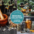 Medicinal Herb Seed Collection – 15 Varieties Southern Seeds