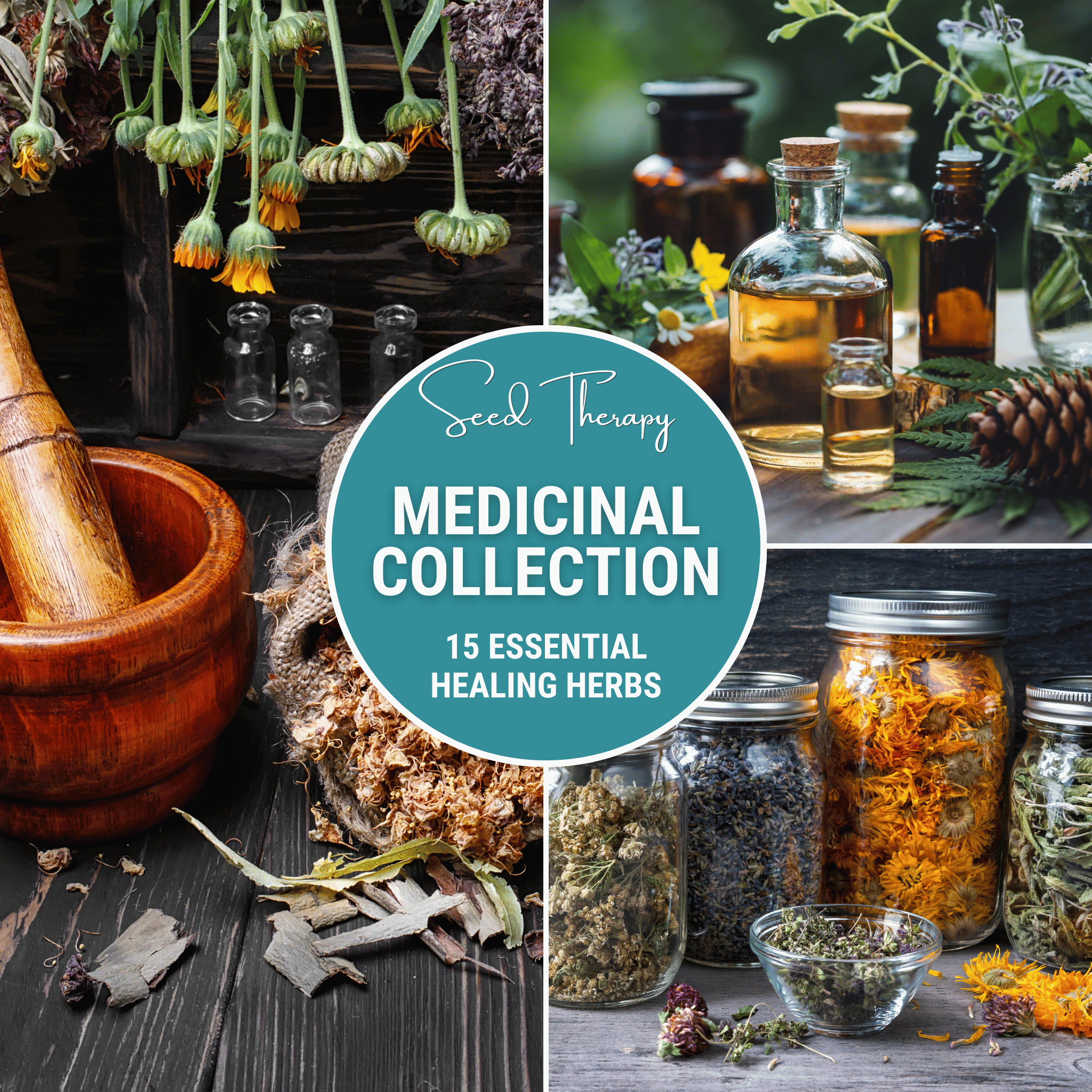Medicinal Herb Seed Collection – 15 Varieties Southern Seeds