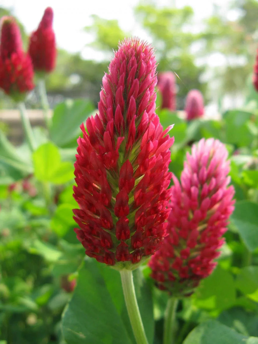 Tri-Clover - Red, White, & Crimson Clovers - Alternative Lawn Seed Earthwise Seed