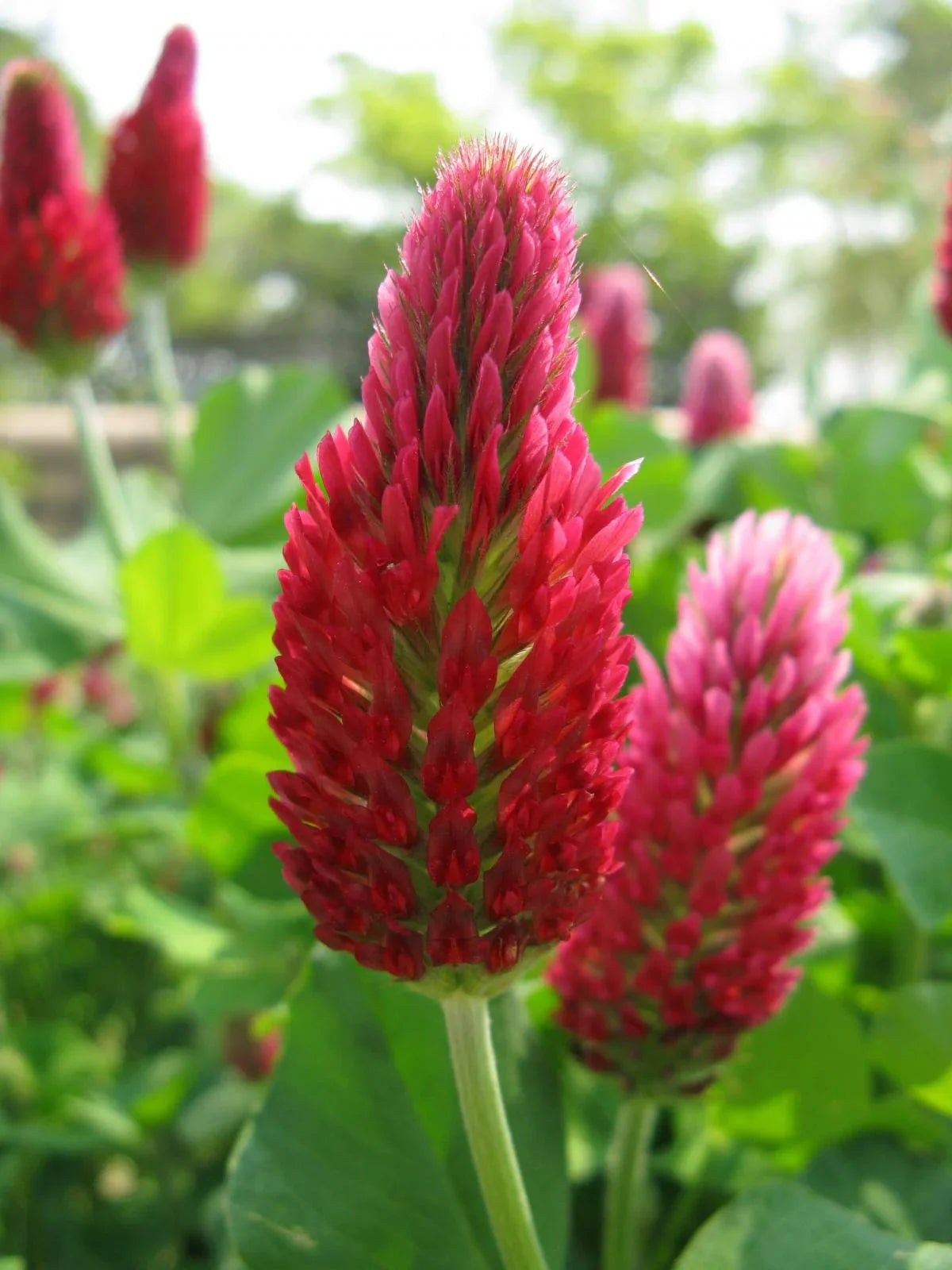 Tri-Clover - Red, White, & Crimson Clovers - Alternative Lawn Seed Earthwise Seed