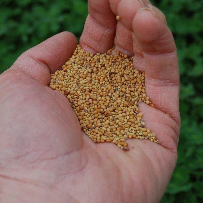 Tri-Clover - Red, White, & Crimson Clovers - Alternative Lawn Seed Earthwise Seed
