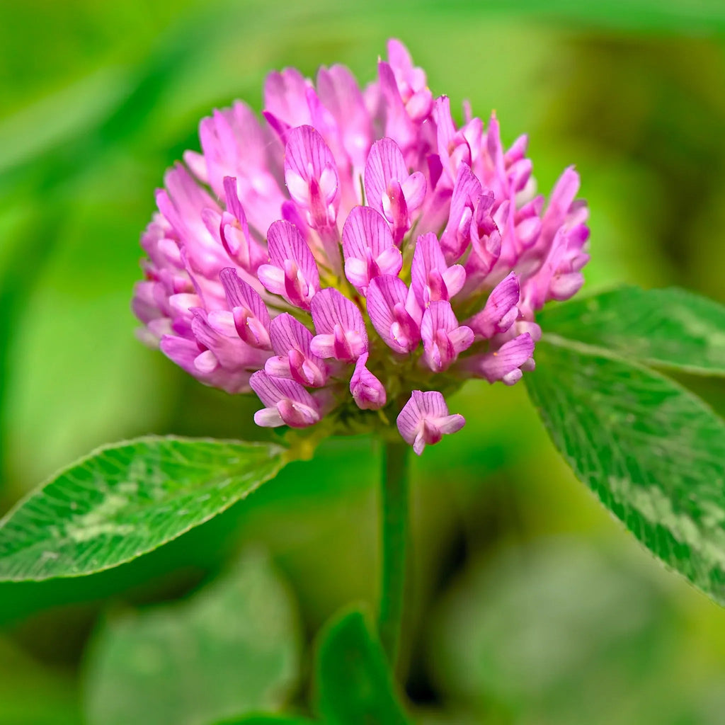 Tri-Clover - Red, White, & Crimson Clovers - Alternative Lawn Seed Earthwise Seed